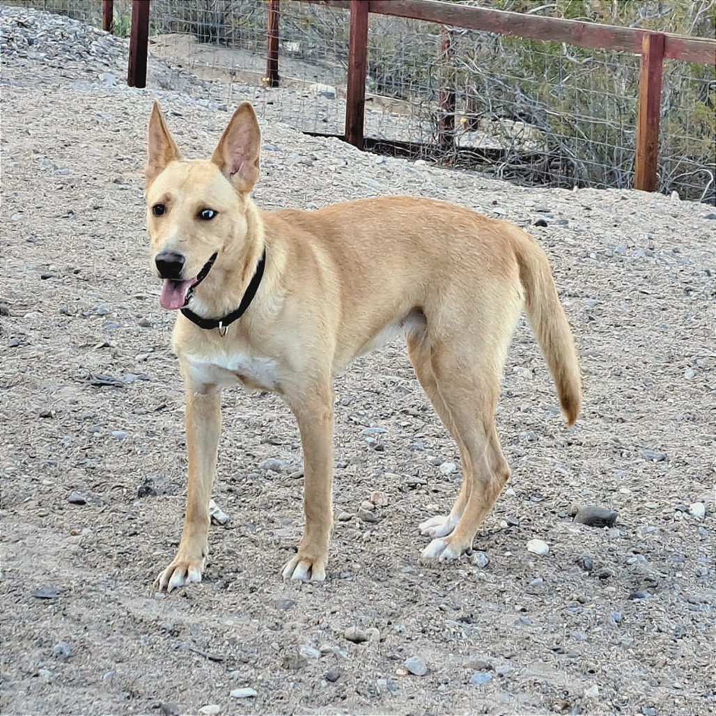 Sunshine, an adoptable Mixed Breed in Las Cruces, NM, 88012 | Photo Image 1