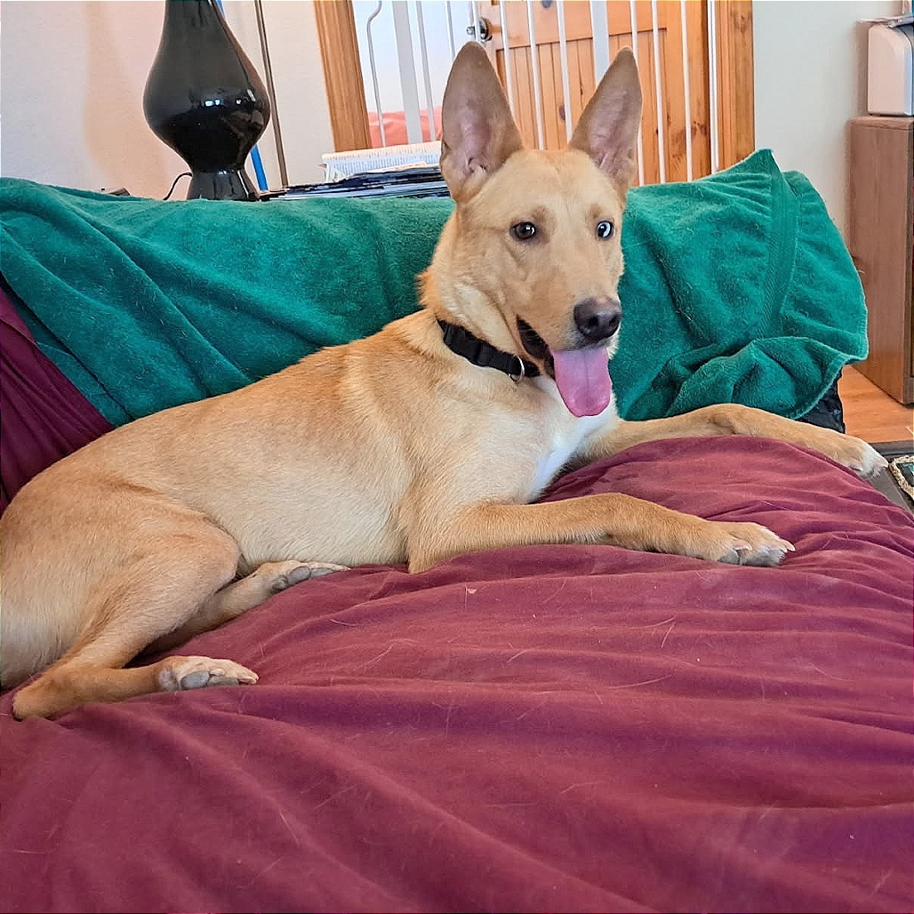 Sunshine, an adoptable Mixed Breed in Las Cruces, NM, 88012 | Photo Image 2