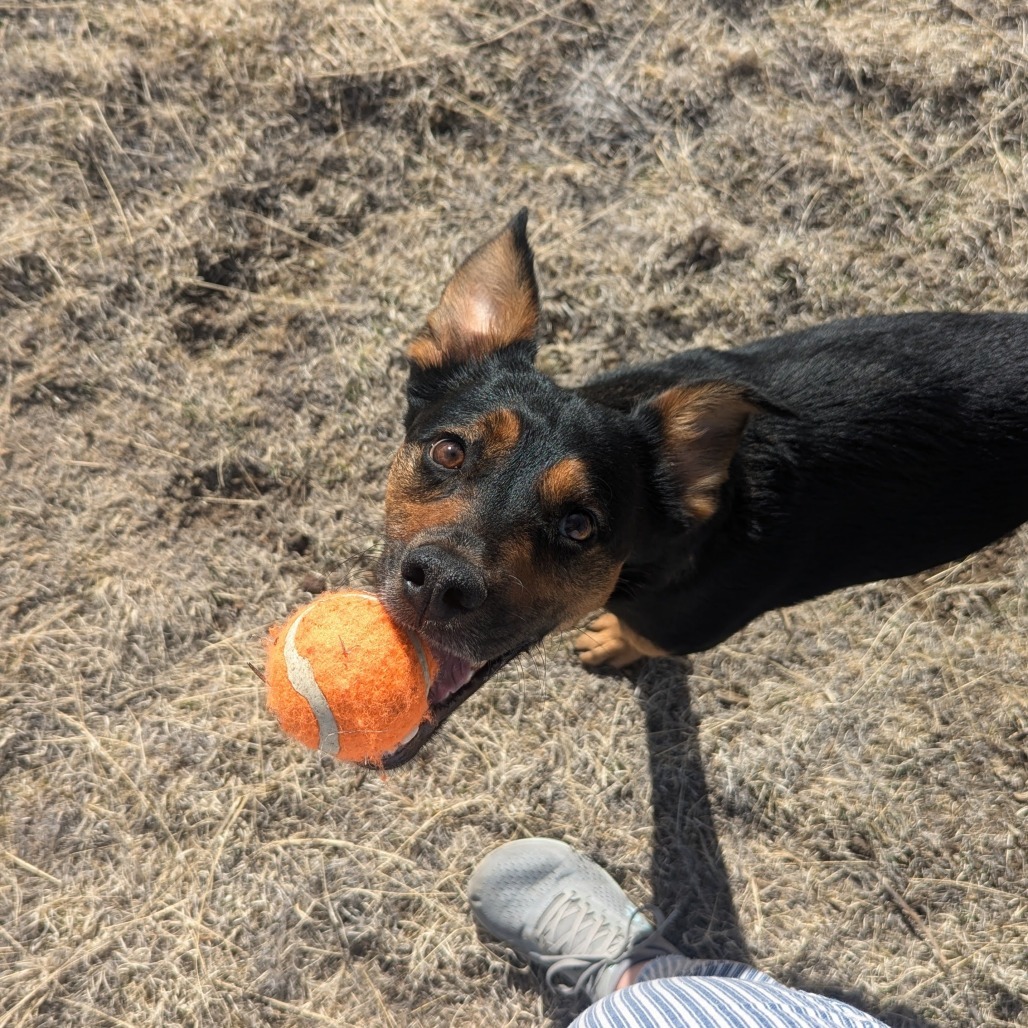Amos - Sweet & Silly Boy. Adopt $0