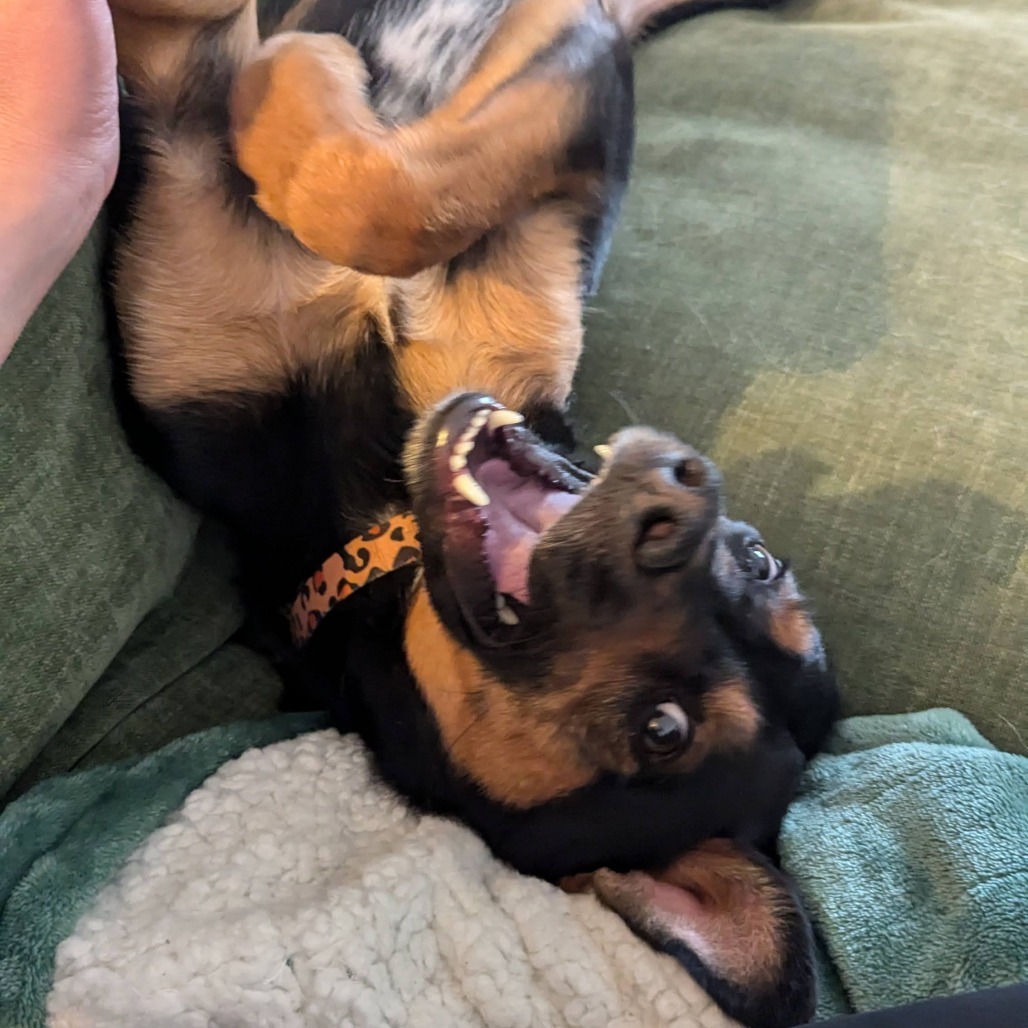 Amos - Sweet & Silly Boy! Adopt $0!, an adoptable Mixed Breed in Flagstaff, AZ, 86004 | Photo Image 1