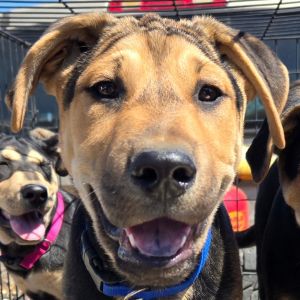 Rocky, Young Male Shepherd