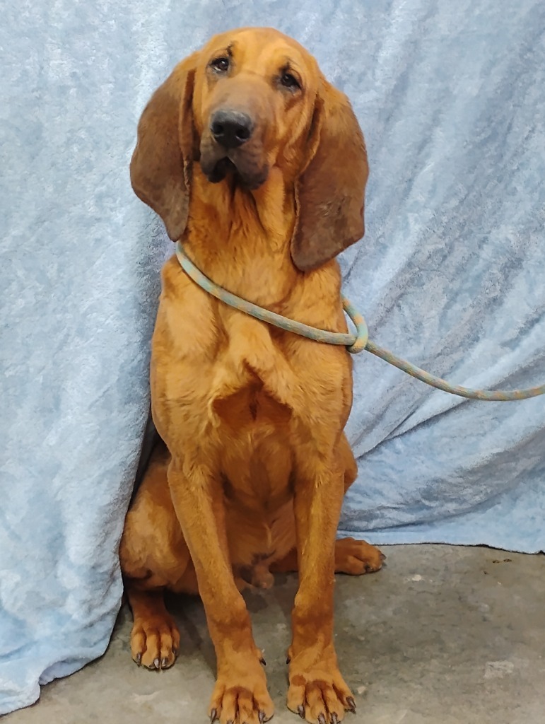 Duke, an adoptable Bloodhound in Swainsboro, GA, 30401 | Photo Image 1