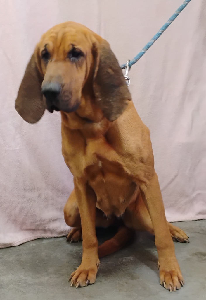 Daisy, an adoptable Bloodhound in Swainsboro, GA, 30401 | Photo Image 2
