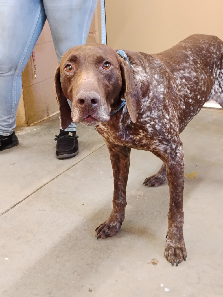Dog for adoption - Pointer, a German Shorthaired Pointer in Swainsboro ...