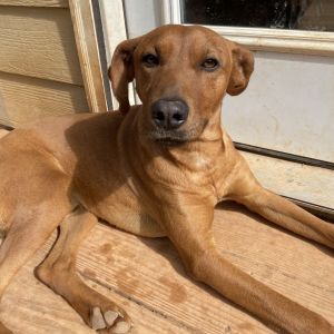Riley, Young Male unknown
