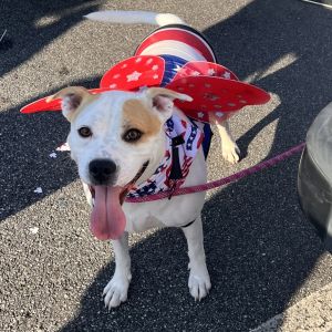 Annie, Young Female Boxer