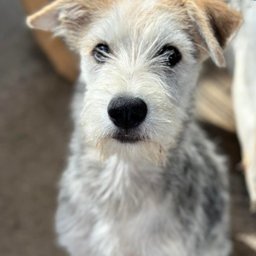 Teddy