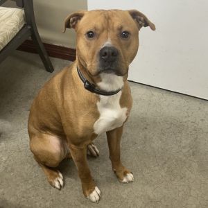 Axel, Adult Male Terrier