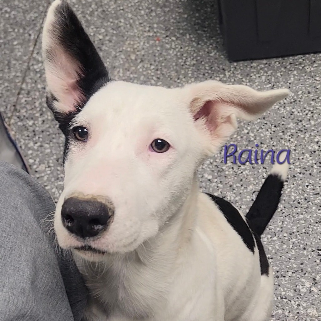 Raina