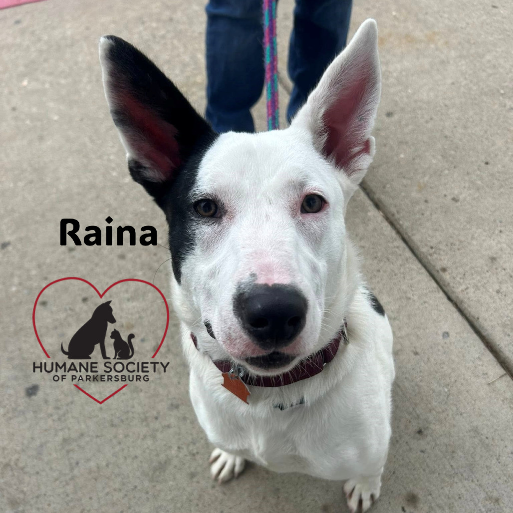 Raina