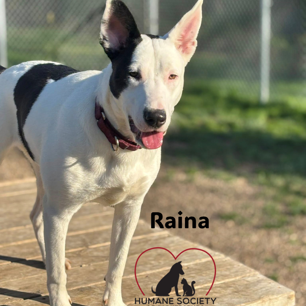 Raina