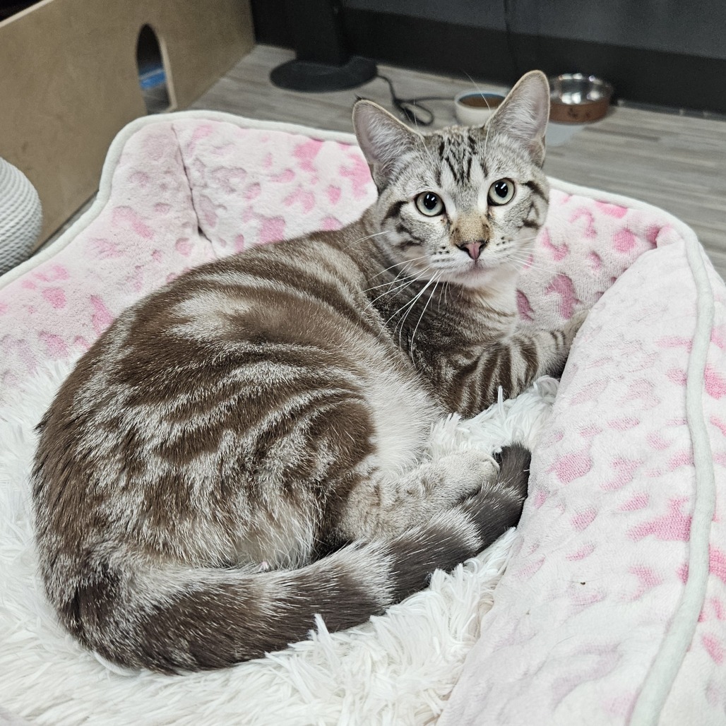 Spotsy, an adoptable Domestic Short Hair in Las Vegas, NV, 89146 | Photo Image 1