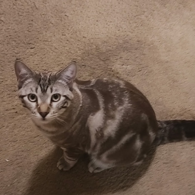 Spotsy, an adoptable Domestic Short Hair in Las Vegas, NV, 89146 | Photo Image 2