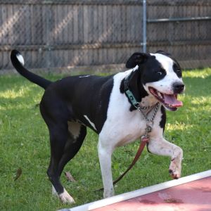 Pep, Adult Male Pit Bull Terrier