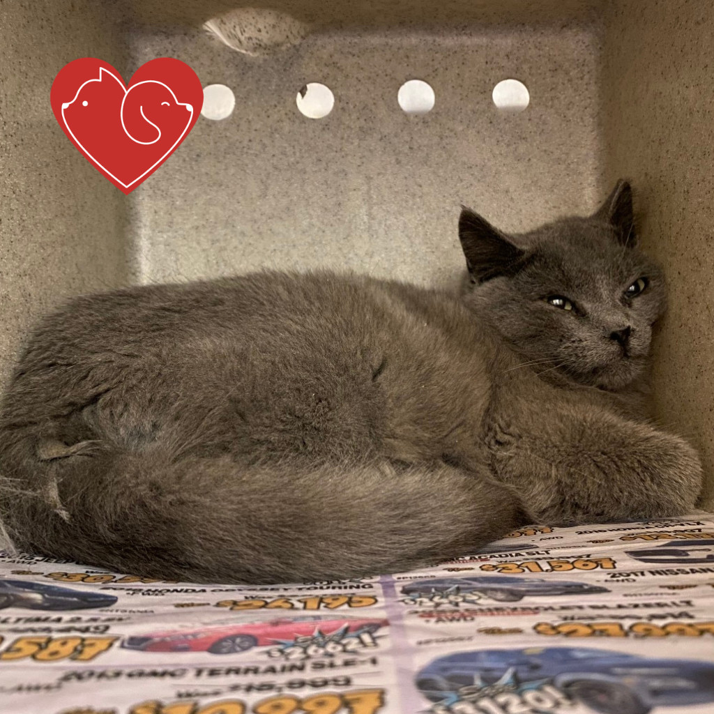 Knuckles, an adoptable Domestic Short Hair in Cheyenne, WY, 82007 | Photo Image 1