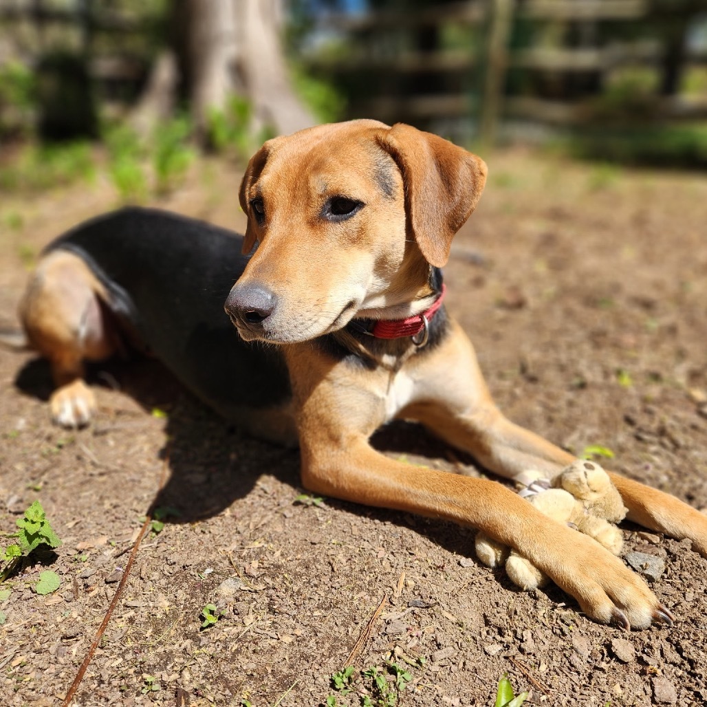 Mardi Gras, an adoptable Foxhound, Hound in Rockville, MD, 20853 | Photo Image 1