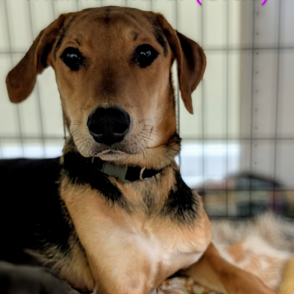 Mardi Gras, an adoptable Foxhound, Hound in Rockville, MD, 20853 | Photo Image 3