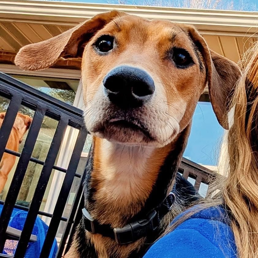 Mardi Gras, an adoptable Foxhound, Hound in Rockville, MD, 20853 | Photo Image 4