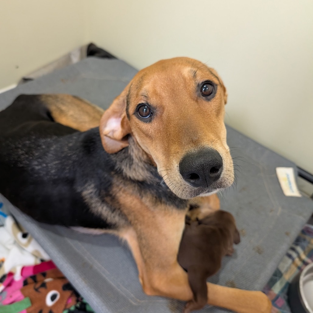 Mardi Gras, an adoptable Foxhound, Hound in Rockville, MD, 20853 | Photo Image 5