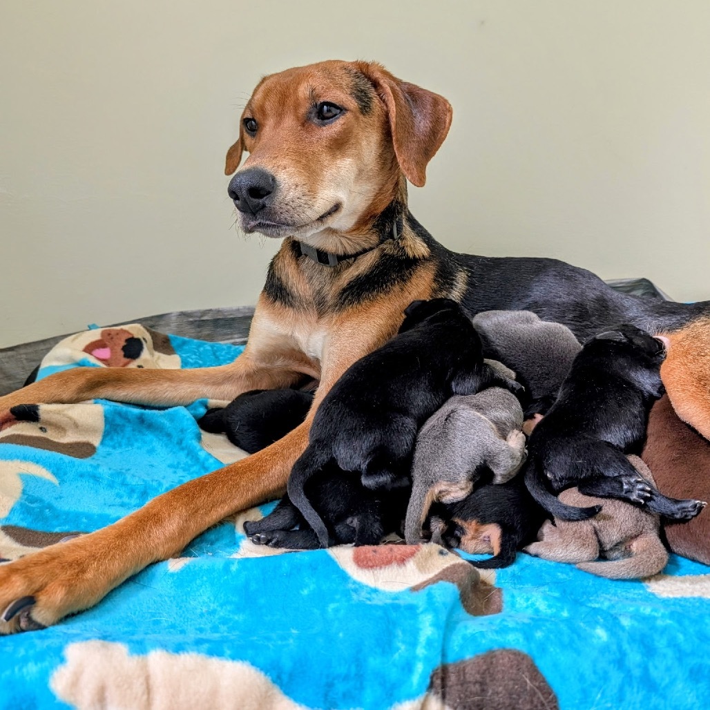 Mardi Gras, an adoptable Foxhound, Hound in Rockville, MD, 20853 | Photo Image 6