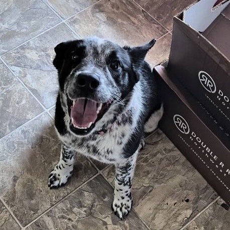 Maisy