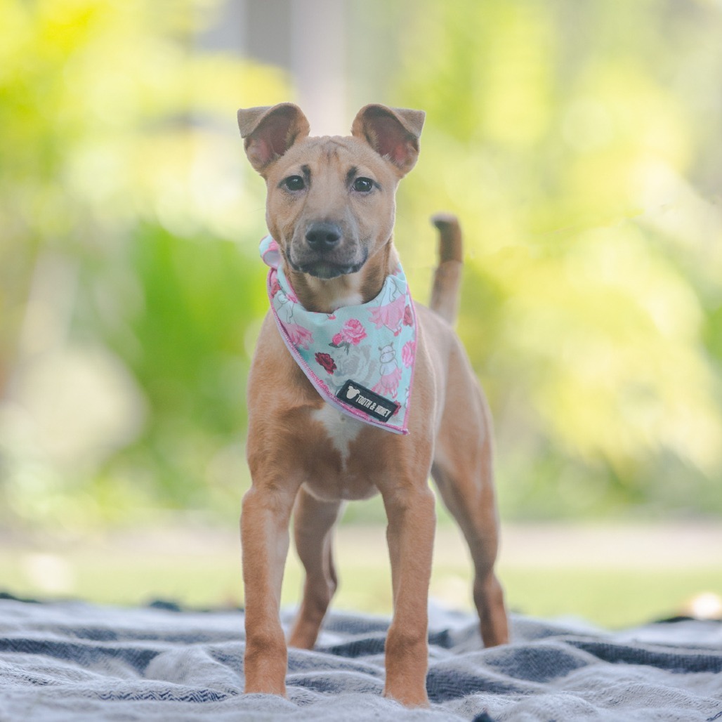 Jenny, an adoptable Mixed Breed in Kailua Kona, HI, 96740 | Photo Image 1