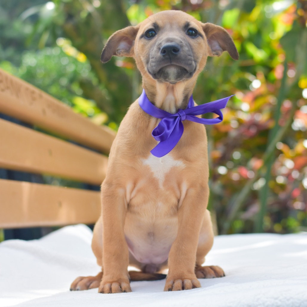 Jenny, an adoptable Mixed Breed in Kailua Kona, HI, 96740 | Photo Image 2