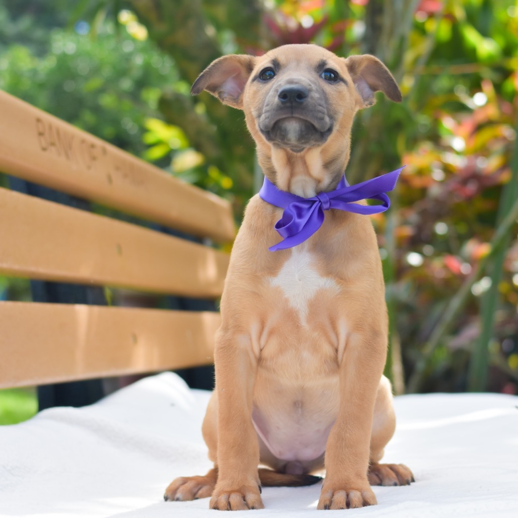Jenny, an adoptable Mixed Breed in Kailua Kona, HI, 96740 | Photo Image 3