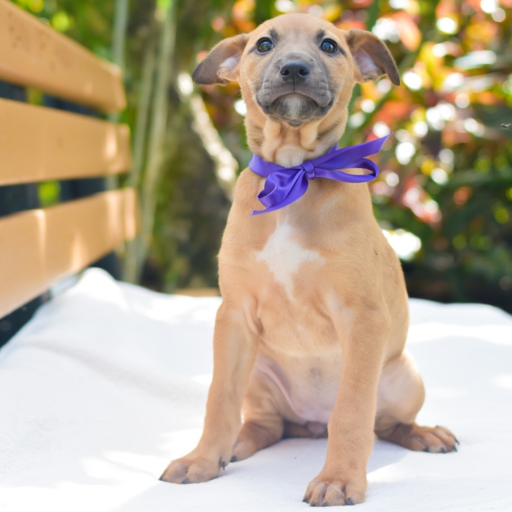 Jenny, an adoptable Mixed Breed in Kailua Kona, HI, 96740 | Photo Image 4