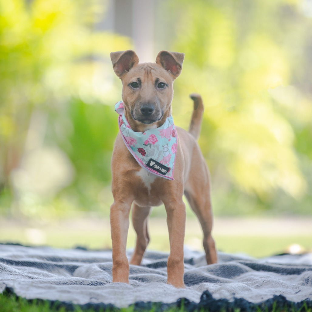 Jenny, an adoptable Mixed Breed in Kailua Kona, HI, 96740 | Photo Image 5