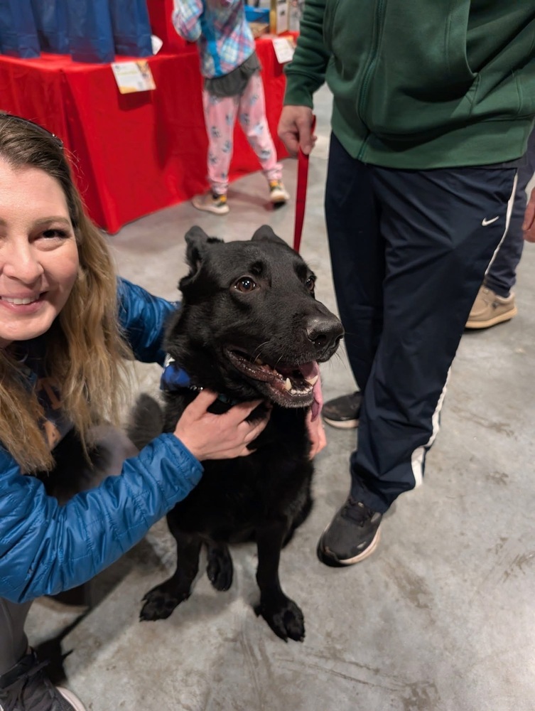 Stanley, an adoptable German Shepherd Dog in Suamico, WI, 54173 | Photo Image 1