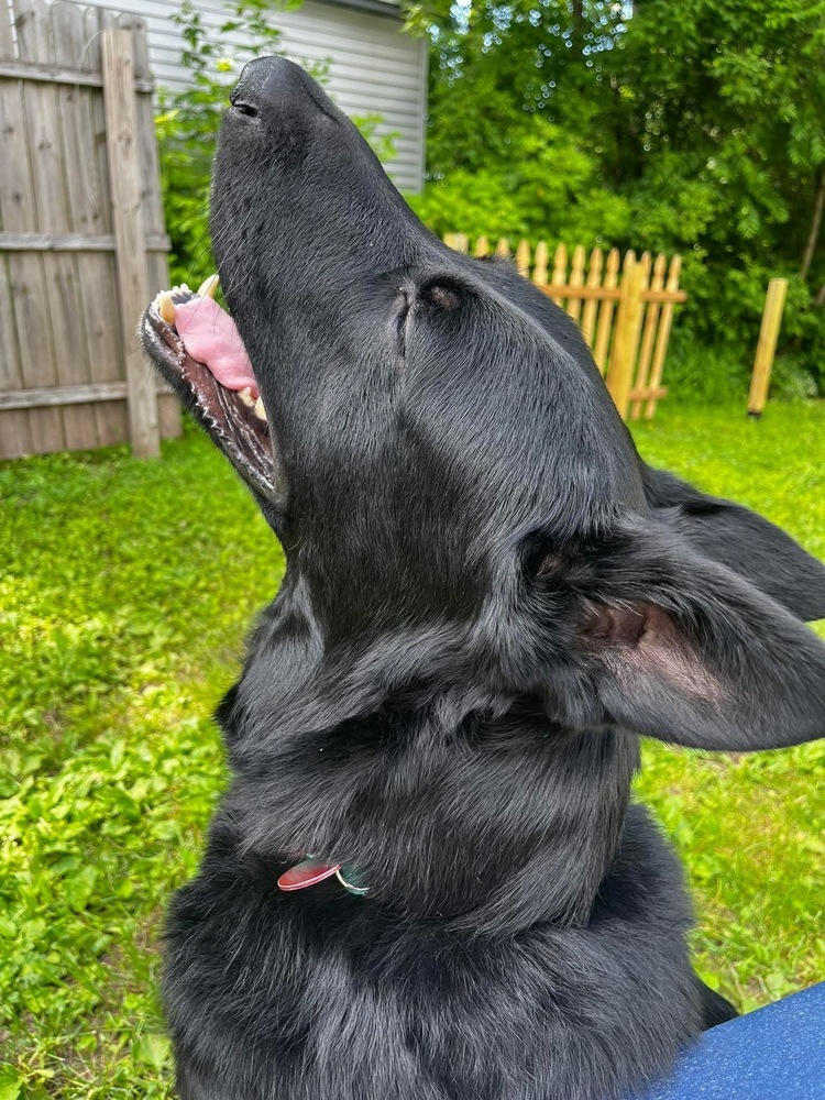 Stanley, an adoptable German Shepherd Dog in Suamico, WI, 54173 | Photo Image 1