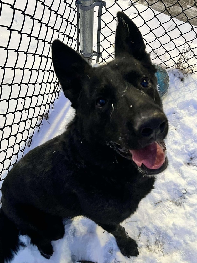 Stanley, an adoptable German Shepherd Dog in Suamico, WI, 54173 | Photo Image 2
