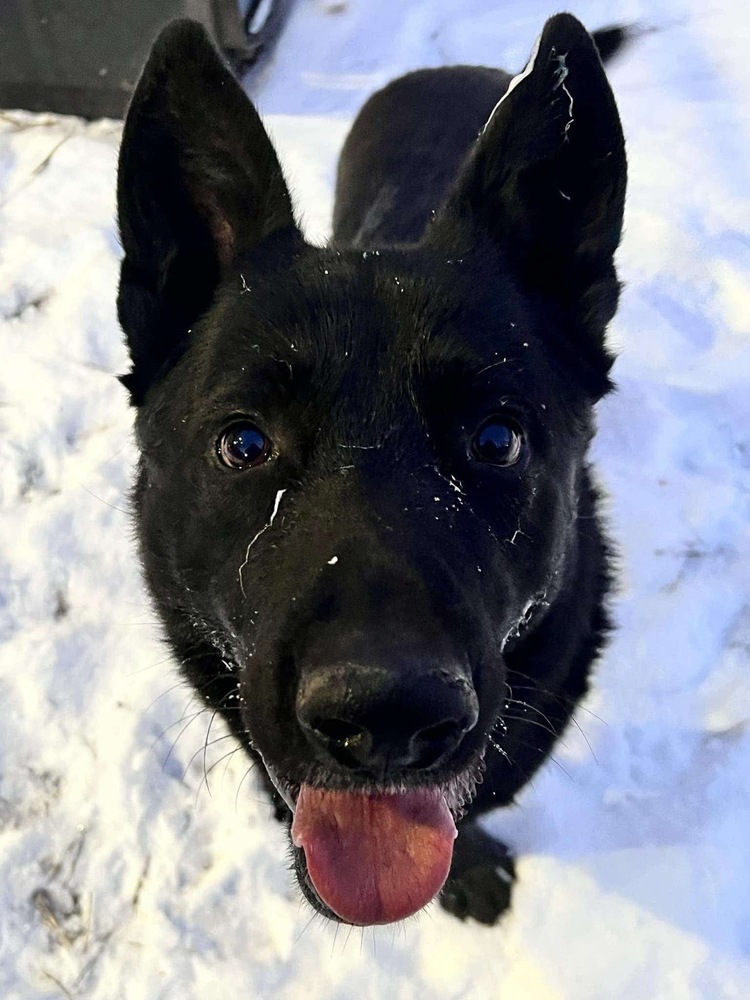 Stanley, an adoptable German Shepherd Dog in Suamico, WI, 54173 | Photo Image 3