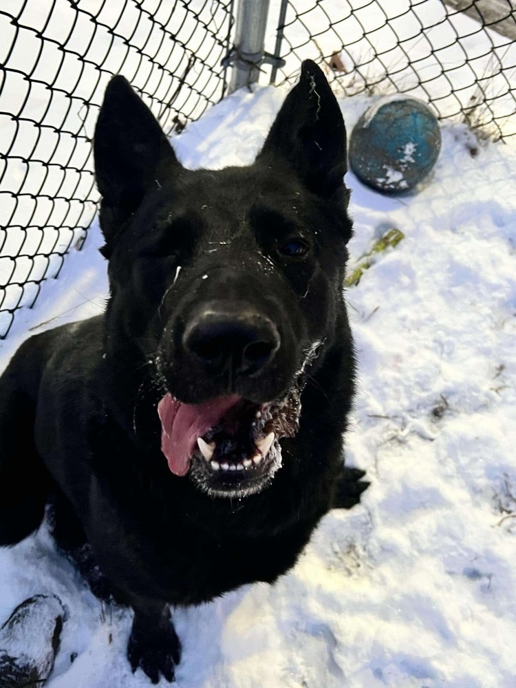 Stanley, an adoptable German Shepherd Dog in Suamico, WI, 54173 | Photo Image 4
