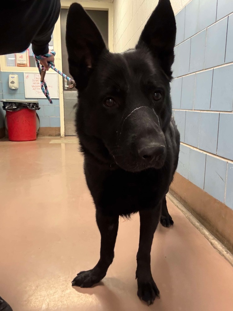 Stanley, an adoptable German Shepherd Dog in Suamico, WI, 54173 | Photo Image 5