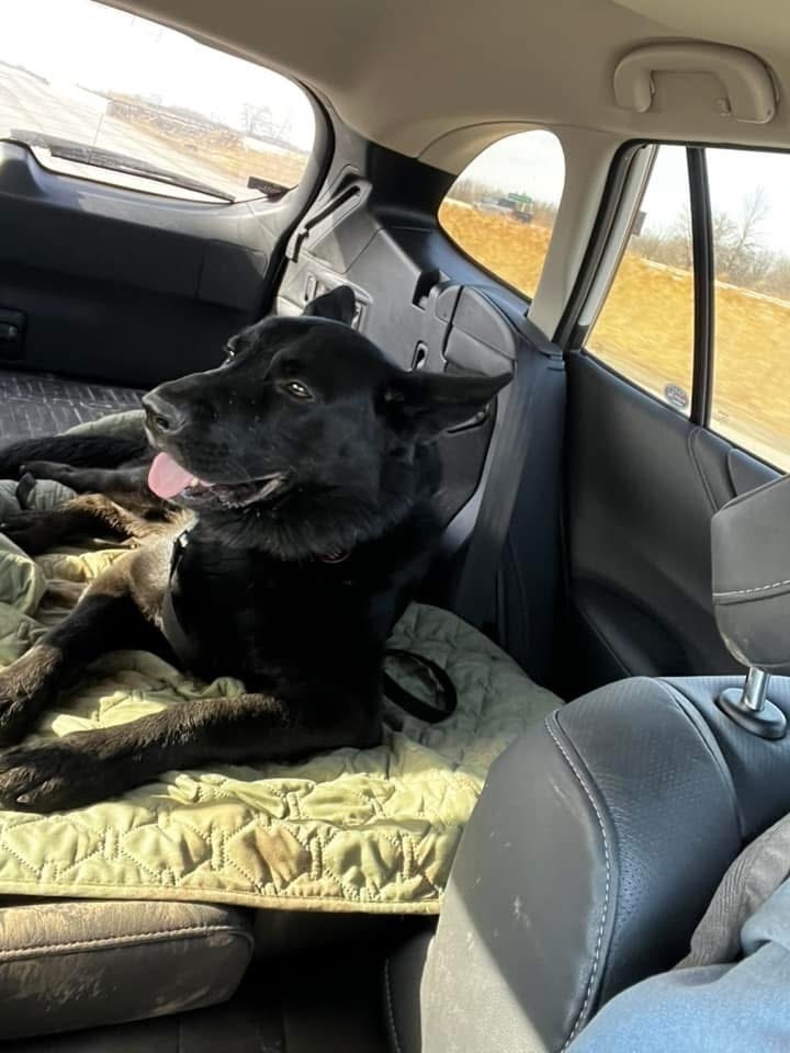 Stanley, an adoptable German Shepherd Dog in Suamico, WI, 54173 | Photo Image 6