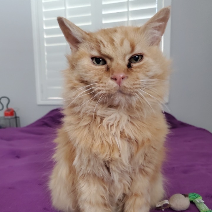 Wyatt, an adoptable Domestic Long Hair in Las Vegas, NV, 89122 | Photo Image 1