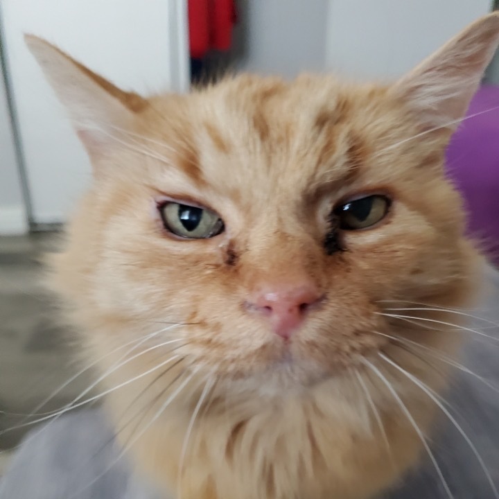 Wyatt, an adoptable Domestic Long Hair in Las Vegas, NV, 89122 | Photo Image 3