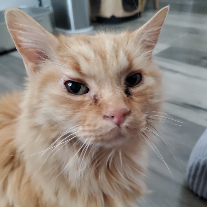 Wyatt, an adoptable Domestic Long Hair in Las Vegas, NV, 89122 | Photo Image 4