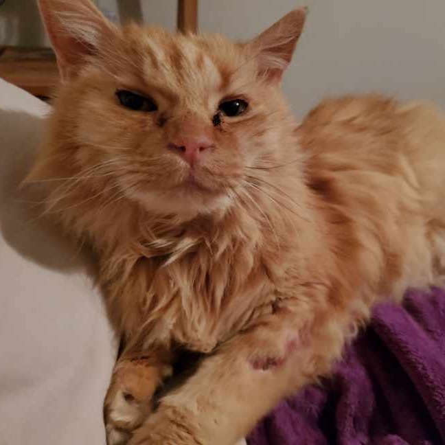 Wyatt, an adoptable Domestic Long Hair in Las Vegas, NV, 89122 | Photo Image 5