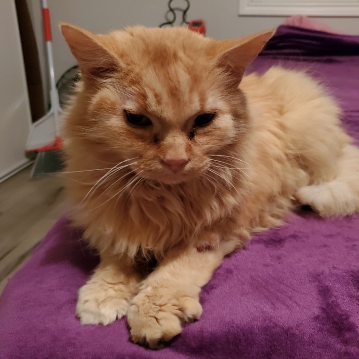 Wyatt, an adoptable Domestic Long Hair in Las Vegas, NV, 89122 | Photo Image 6