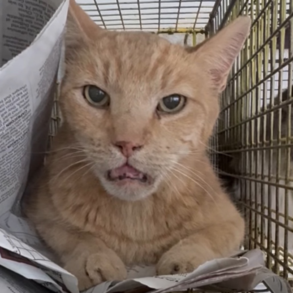 Walter, an adoptable Domestic Short Hair in Las Vegas, NV, 89122 | Photo Image 1