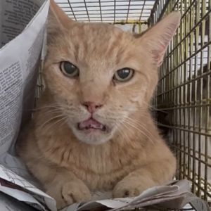 Walter, Senior Male unknown