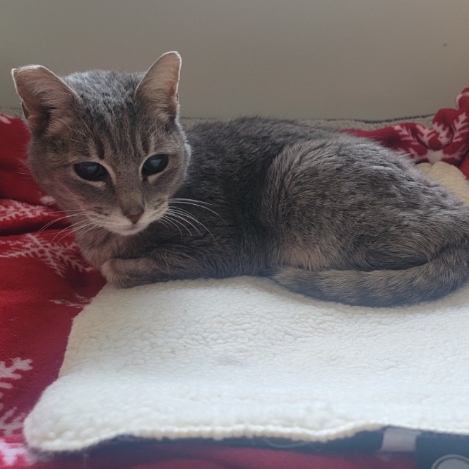 Eden, an adoptable Domestic Short Hair in Las Vegas, NV, 89122 | Photo Image 5