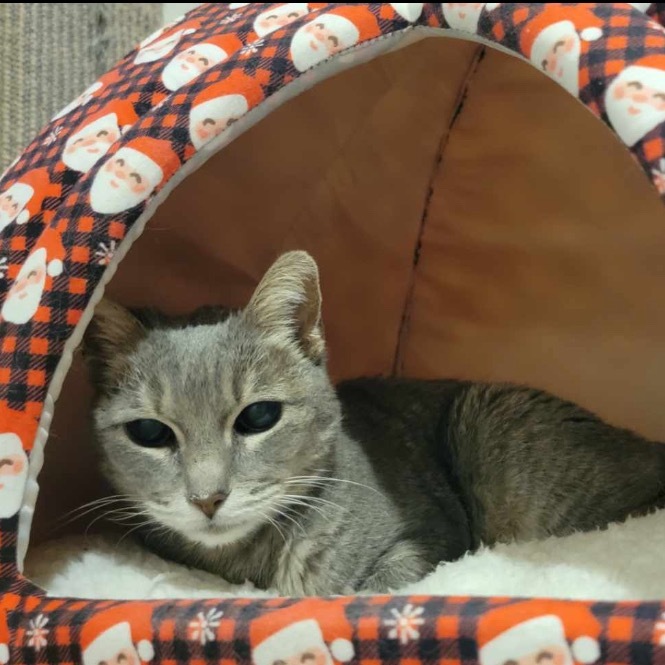 Eden, an adoptable Domestic Short Hair in Las Vegas, NV, 89122 | Photo Image 6