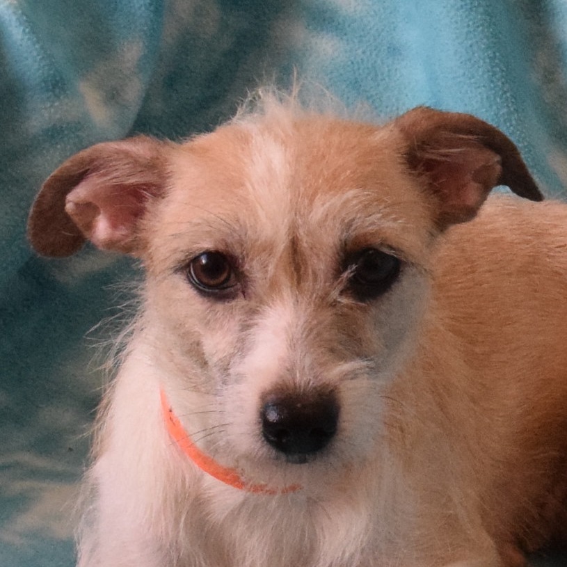 Mantis, an adoptable Cairn Terrier in Eureka, CA, 95503 | Photo Image 1