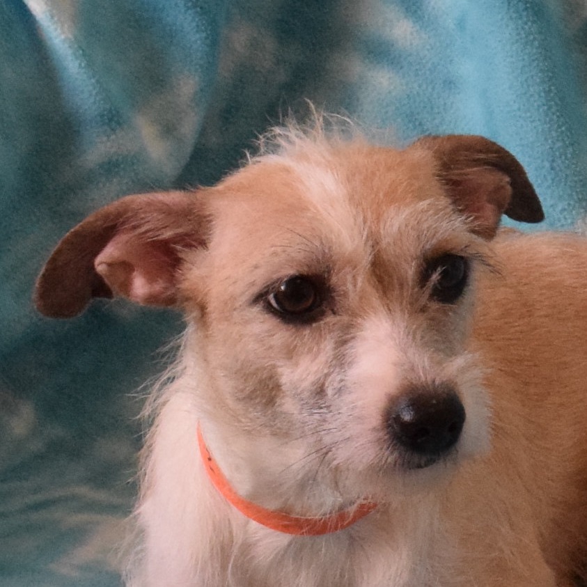 Mantis, an adoptable Cairn Terrier in Eureka, CA, 95503 | Photo Image 2