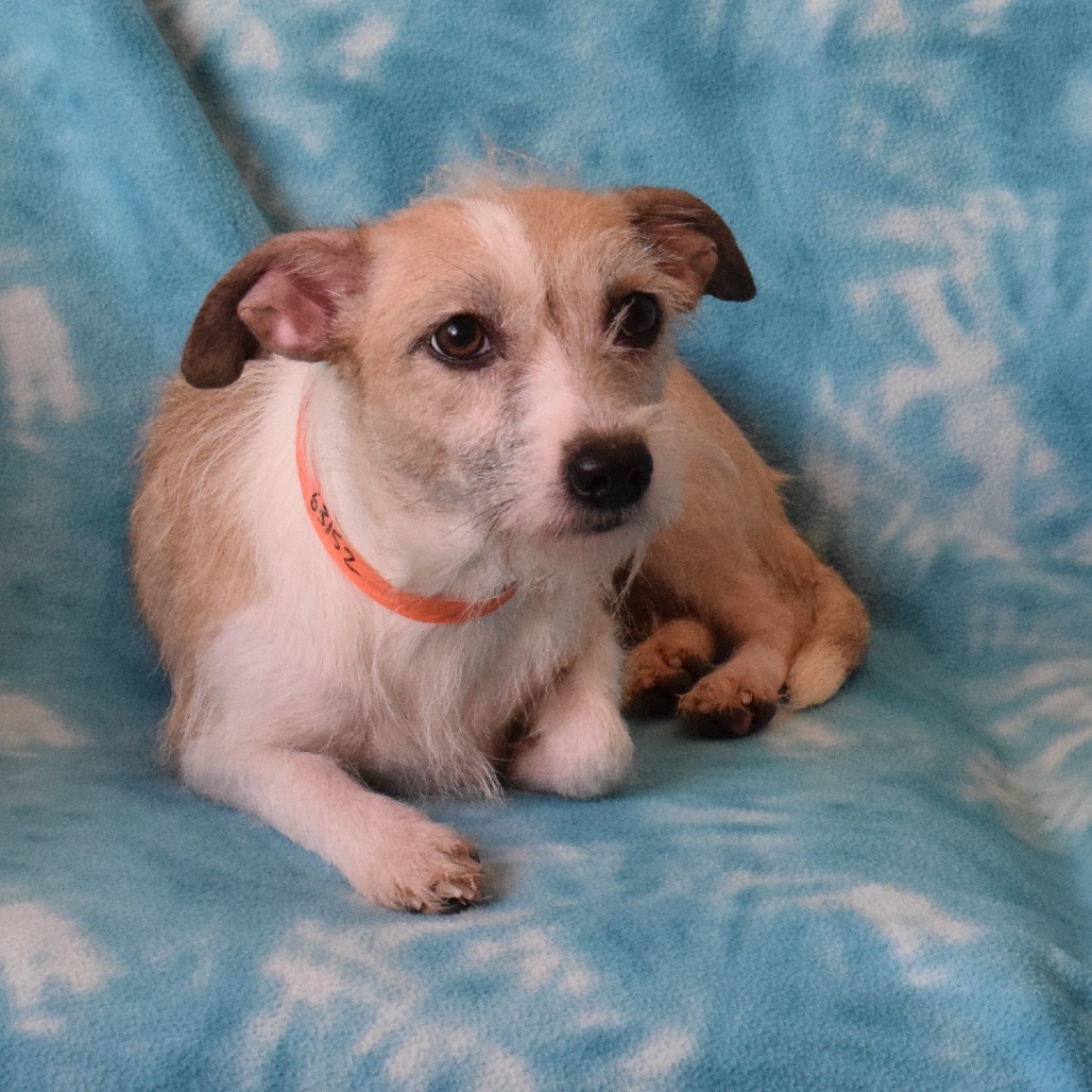Mantis, an adoptable Cairn Terrier in Eureka, CA, 95503 | Photo Image 3