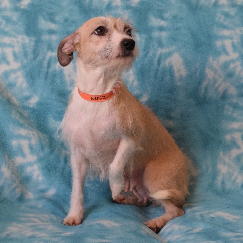 Mantis, an adoptable Cairn Terrier in Eureka, CA, 95503 | Photo Image 4
